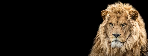 Fototapeten Vorlage des Löwen mit schwarzem Hintergrund © AB Photography