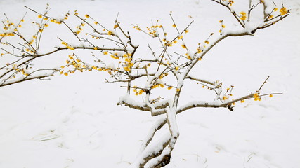 A snow-covered tree with yellow flowers in winter with white background