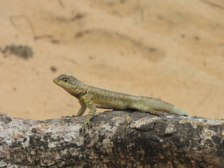 Observational Lizard in the Desert