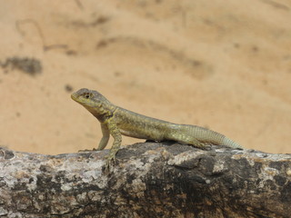 Observational Lizard in the Desert