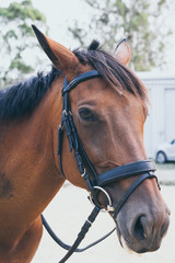Fototapeta premium Beautiful brown chestnut horse portrait on field background.