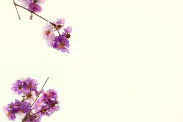 Naklejka premium pink flowers on white background