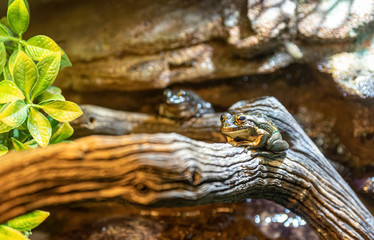 Australian brown tree frog (Ranoidea caerulea) sitting on log