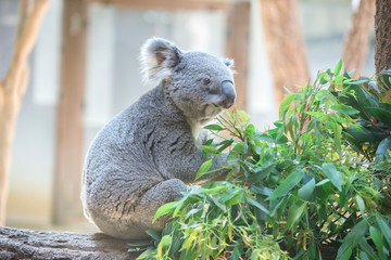 ユーカリの葉っぱを食べるコアラの赤ちゃん Aboriginal Canvas Print Aborigin Lastpresent