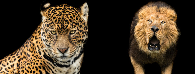 Template of Lion and jaguar with a black background