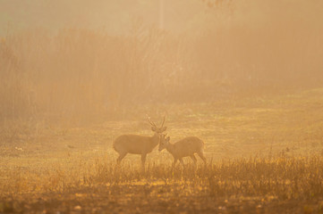 Family hog deer walking in foggy forest fresh air morning goldern light. at Wildlife Sanctuary of Thailand.