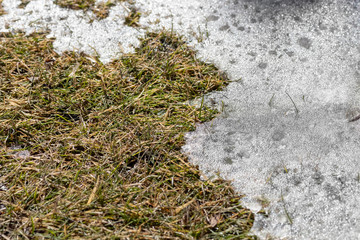 Snow is gradually melting on the lawn.