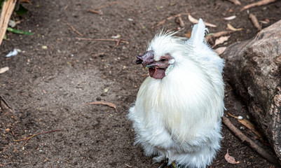 a fluffy white male silkie chicken