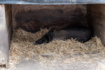 wild pig in an australia zoo sleeping on hay