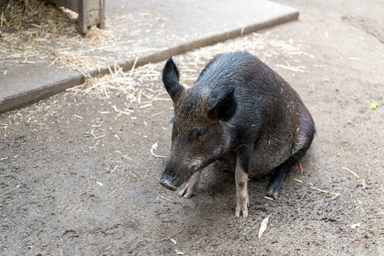 Wild Pig In An Australia Zoo Sitting Down