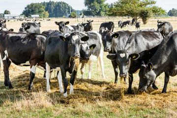 Dairy Cow on Farm New Zealand