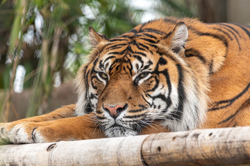 sumatran tiger just about to close his eyes for a nap