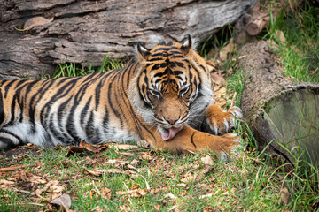 sumatran tiger cleaning its legs in a zoo