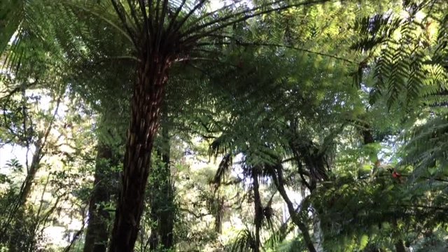 Looking up to New Zealand Native Forest