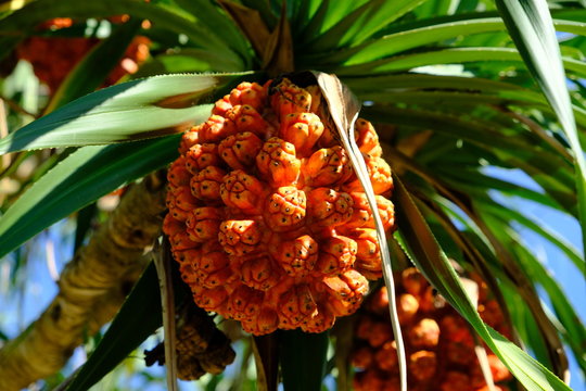 Okinawa Japan - Colourful tropical fruit of Pandanus tectorius