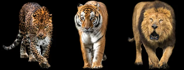 Wandaufkleber Vorlage von Löwe, Tiger und Panther mit schwarzem Hintergrund © AB Photography
