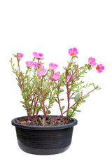 Naklejka na ściany i meble Pink Portulaca flowers bloom in pot isolated on white background included clipping path.