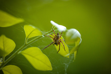 Spider on leaf close up