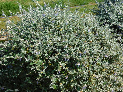 Shrubby germander, or Teucrium fruticans plant in Glyfada, Greece
