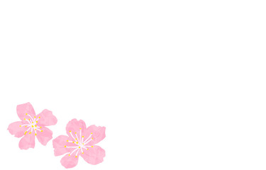 水彩風の桜の花、白背景