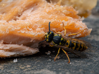 P1010008 German yellowjacket Vespula germanica feeding on salmon cECP 2019
