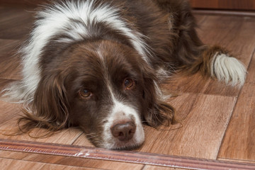 domestic dog with sad eyes lies on the floor