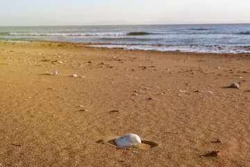 sandy sea beach with shells