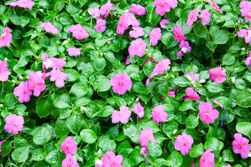 Beautiful Impatiens flowers for background