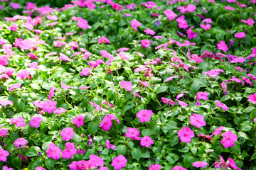 Beautiful Impatiens flowers for background