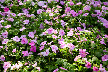 Beautiful Impatiens flowers for background