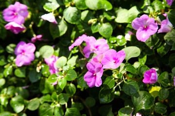 Beautiful Impatiens flowers for background