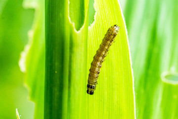 What causes the maize leaves being damaged,Corn leaf damaged by fall armyworm Spodoptera frugiperda.Corn leaves attacked by worms in maize field.
