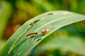 What causes the maize leaves being damaged,Corn leaf damaged by fall armyworm Spodoptera frugiperda.Corn leaves attacked by worms in maize field.