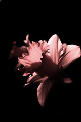 Pink Daffodil In The Dark