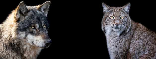 Template of Lynx and wolf with a black background © AB Photography