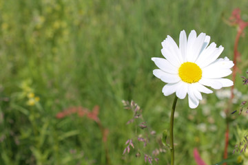 Picture of oxeye daisy herb. Herbal medicine, tea and infusion, natural cosmetics ingredient. Nature spring background with copy space