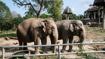 Fototapeta premium Big elephant in the natural