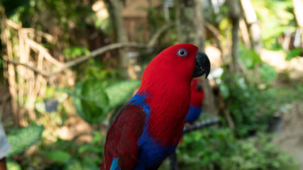 Fototapeta premium Beauty colorful parrot bird