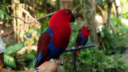 Beauty colorful parrot bird