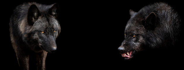 Template of black wolf with a black background © AB Photography