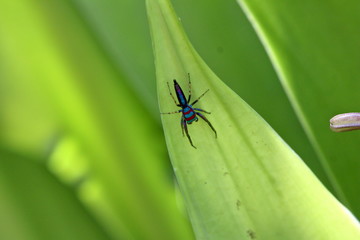Männchen von Chrysillas sp.