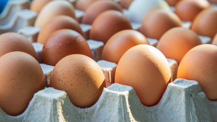  Side view of brown chicken eggs in an open egg carton with sunlight