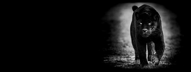 Template of Black panther with a black background © AB Photography