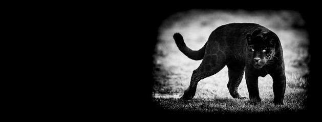 Template of Black panther with a black background © AB Photography