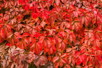Naklejka na ściany i meble Autumn plant ivy red leaf background