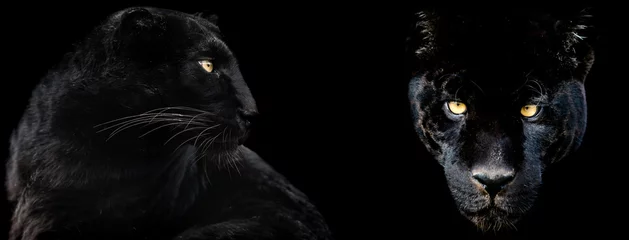 Rolgordijnen Template of Black panther with a black background © AB Photography