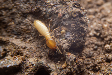 Selective focus of the small termite on decaying timber. The termite on the ground is searching for food to feed the larvae in the cavity.
