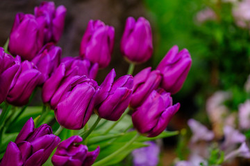 Obraz premium Tulip flower with green leaf background