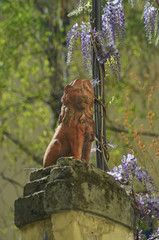 An old terracotta lion statue sits on top of a stone fence. Flowering wisteria is growing nearby.