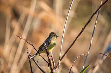 夕暮れ時のアオジ